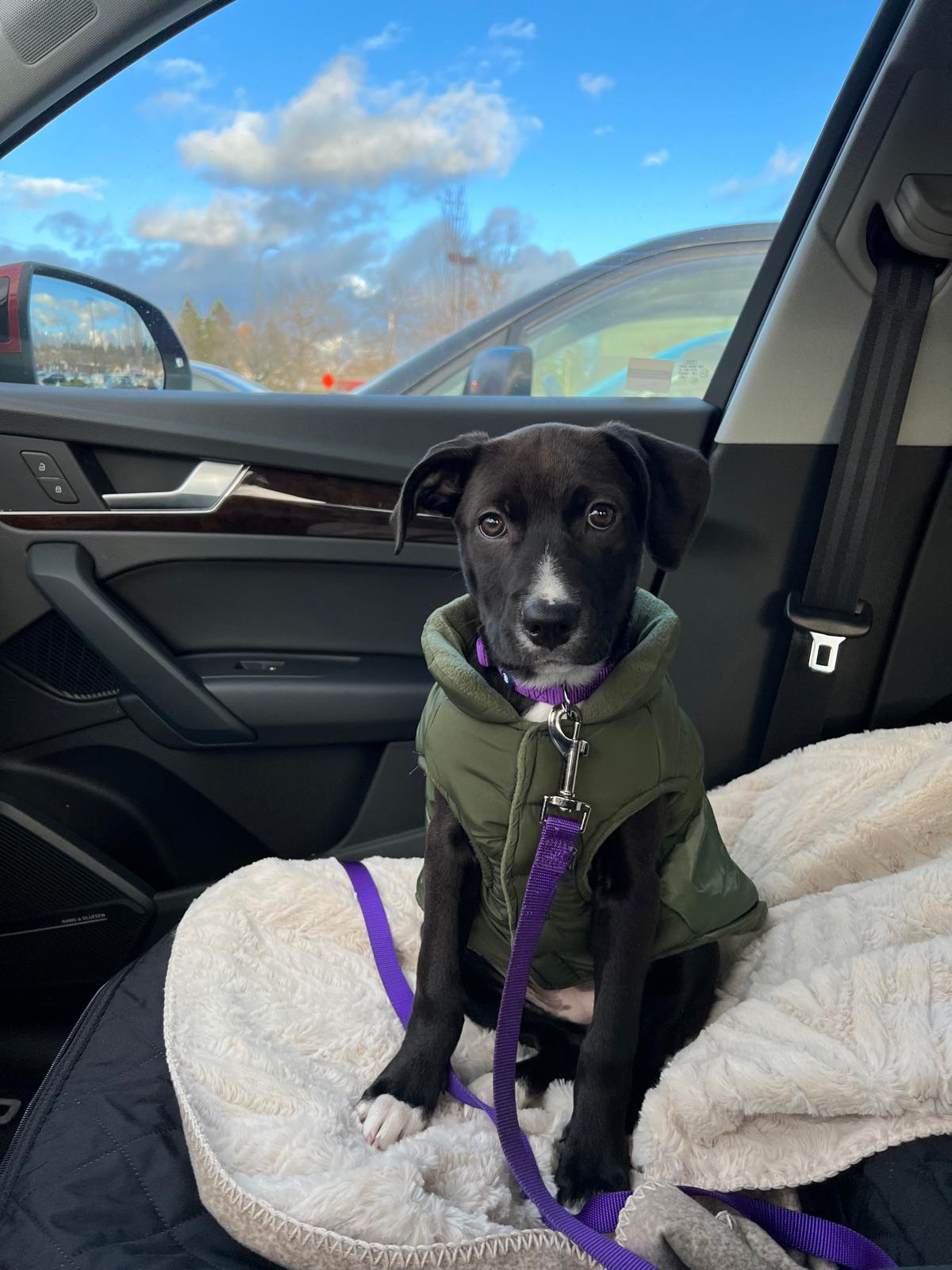 Puppy Scuba in a green puffer vest sitting on a blanket in the car