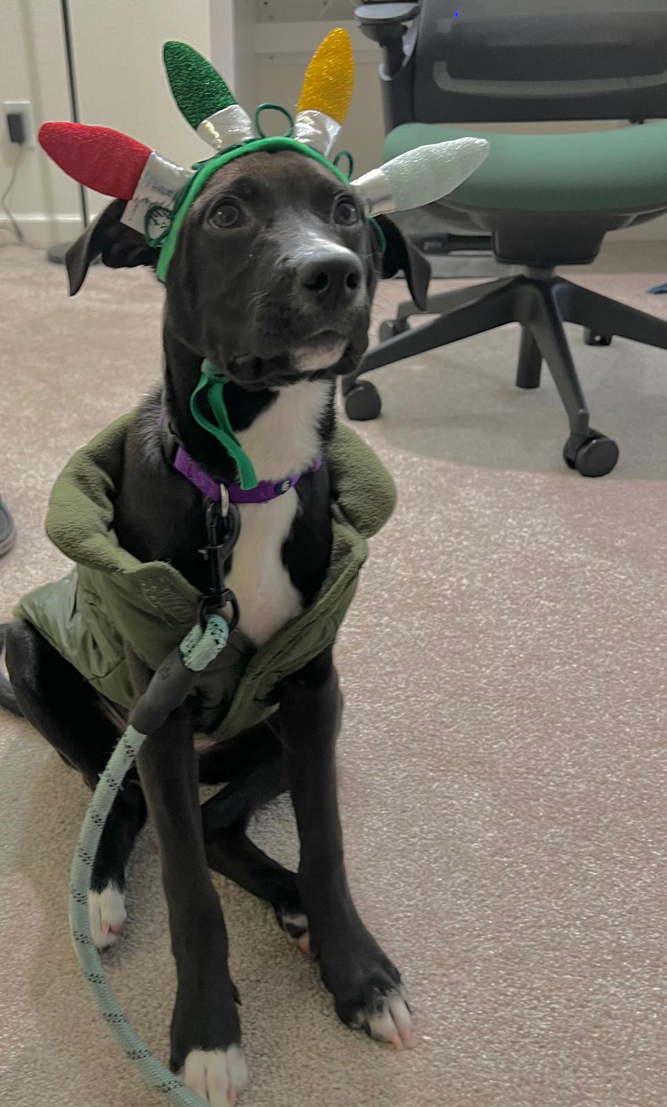 Puppy Scuba wearing a Christmas-lights antler headband