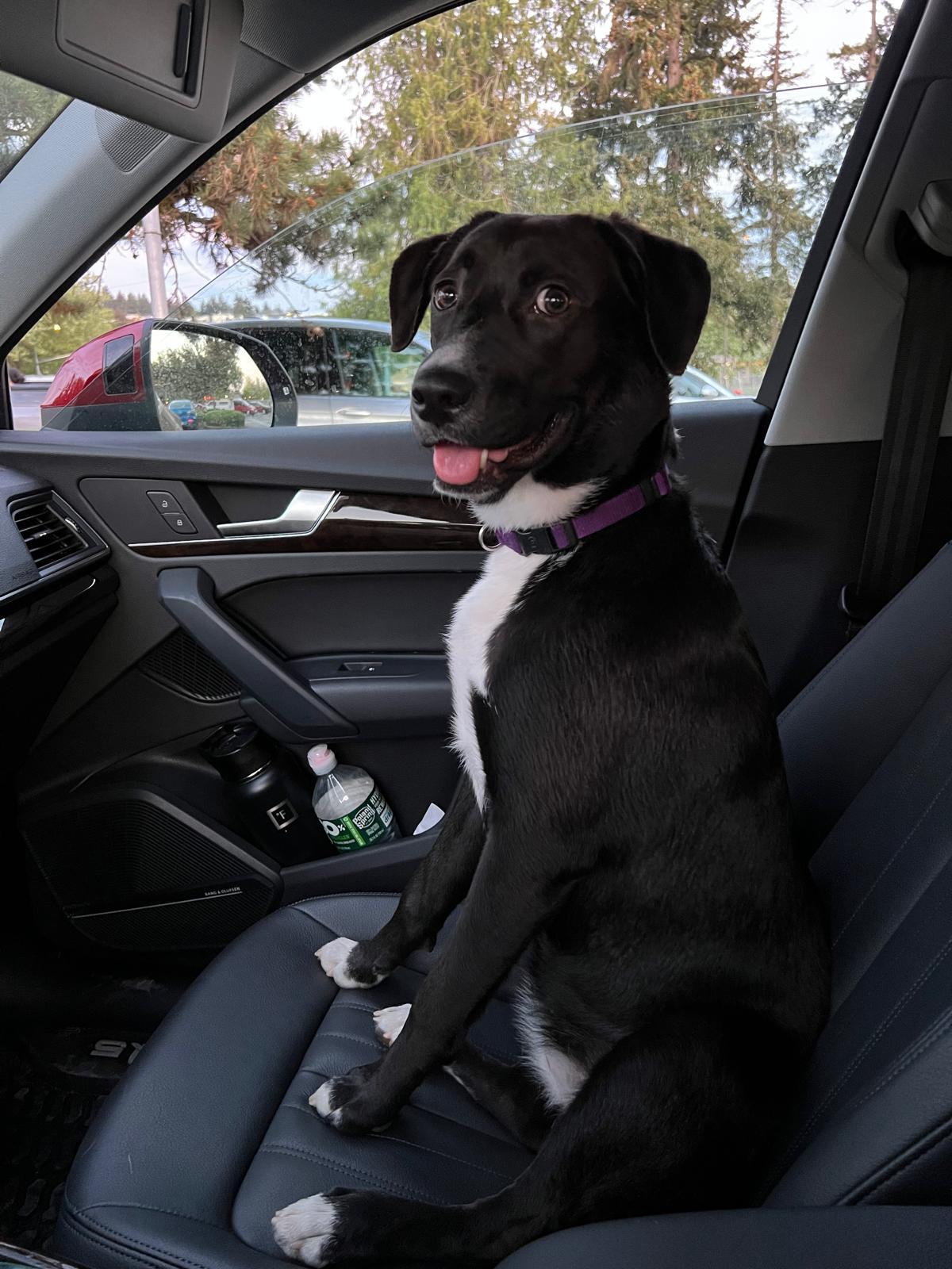 Grown-up Scuba sitting in the front seat of the car