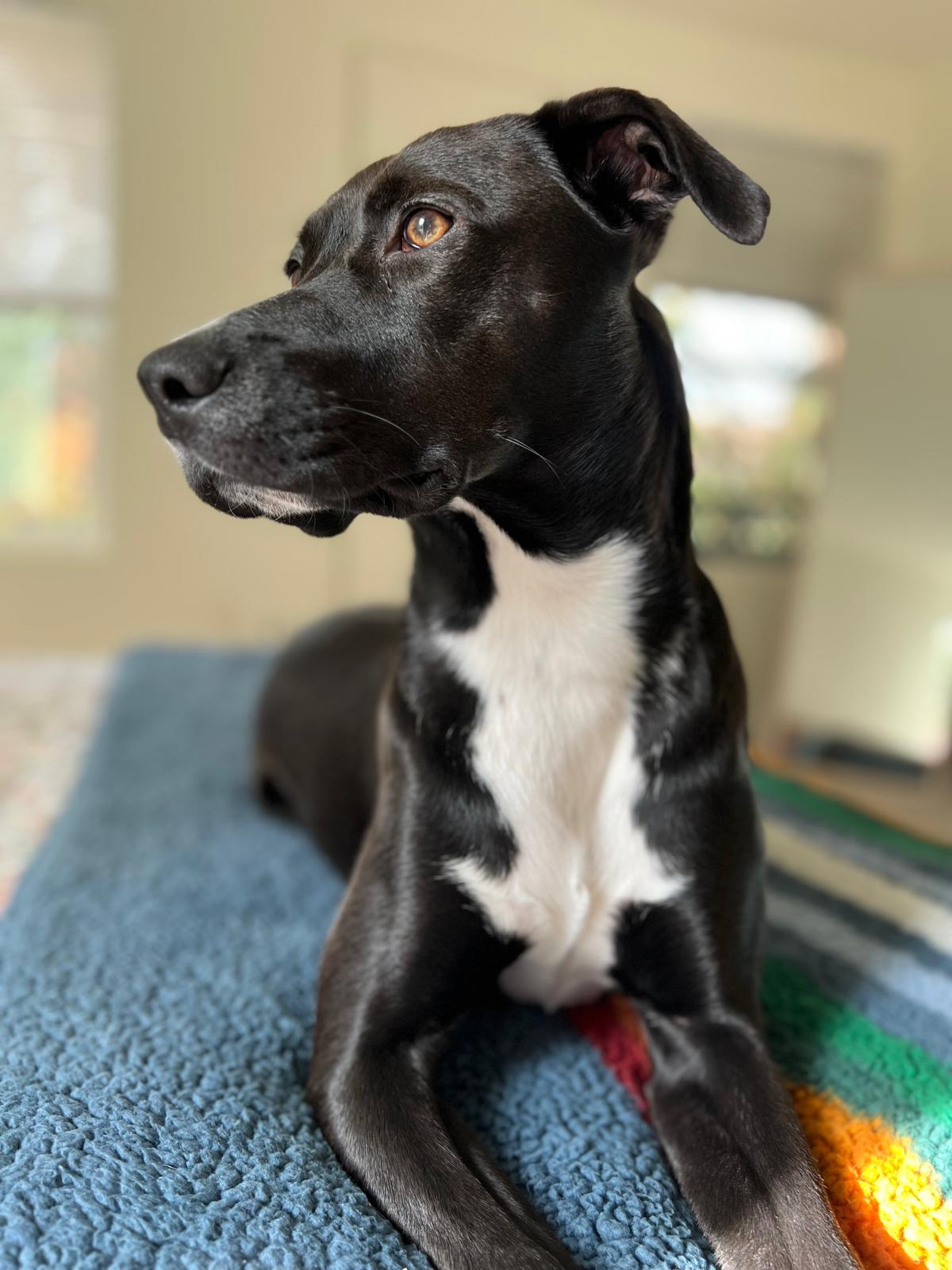 Side profile portrait of Scuba looking out the window