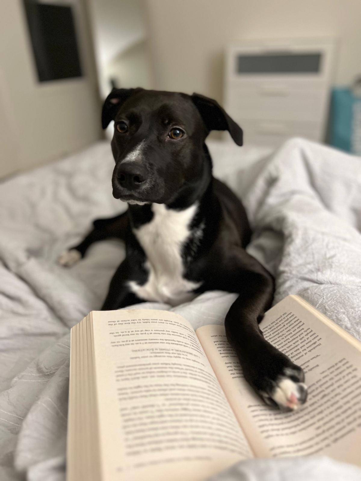 Scuba on the bed with a paw on an open book