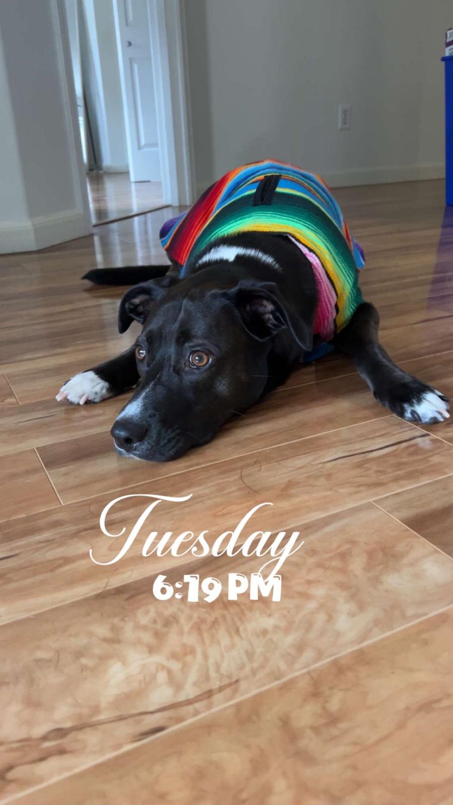 Scuba lying on the floor in a rainbow serape