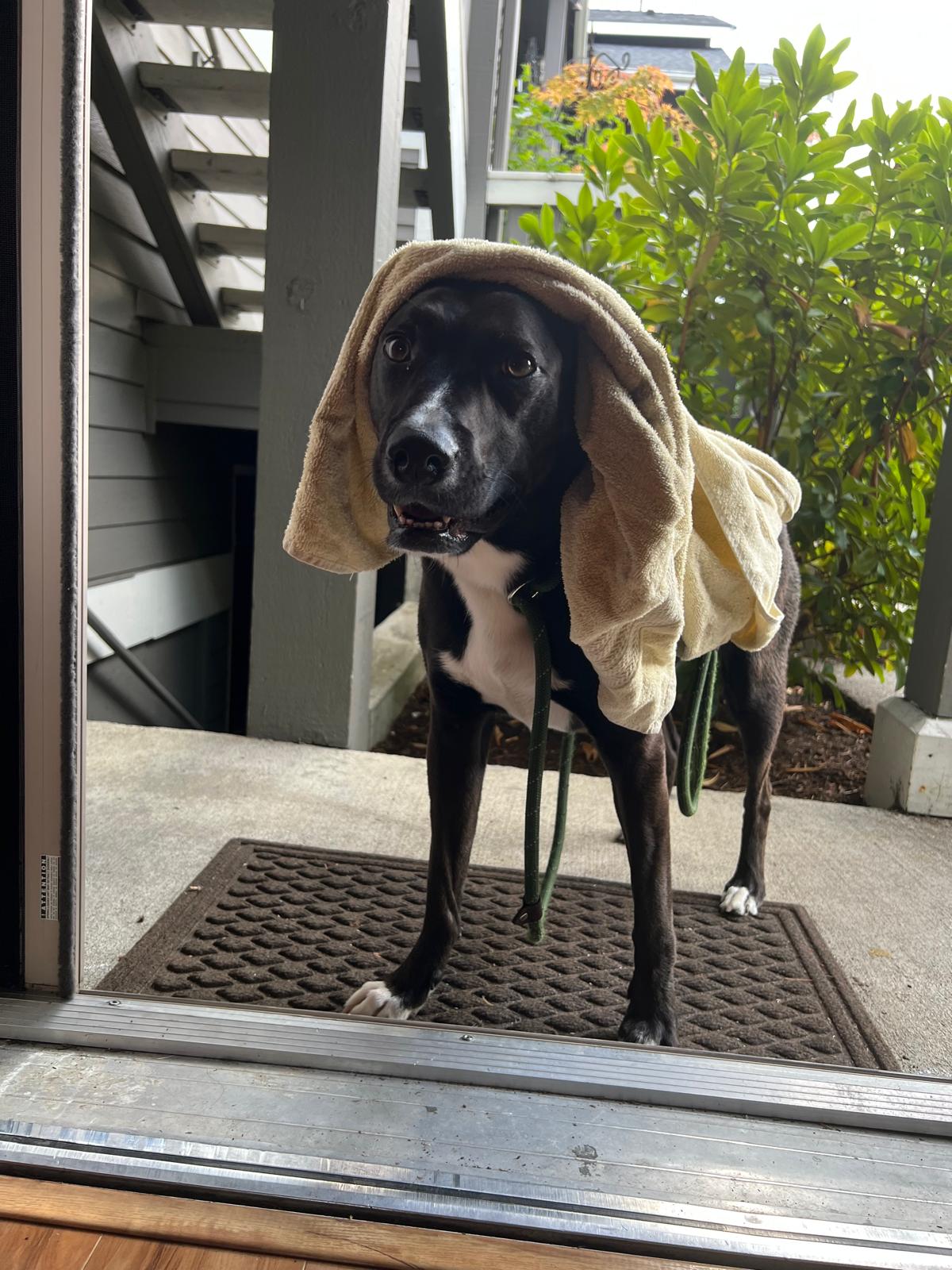 Scuba at the door with a towel draped over his head