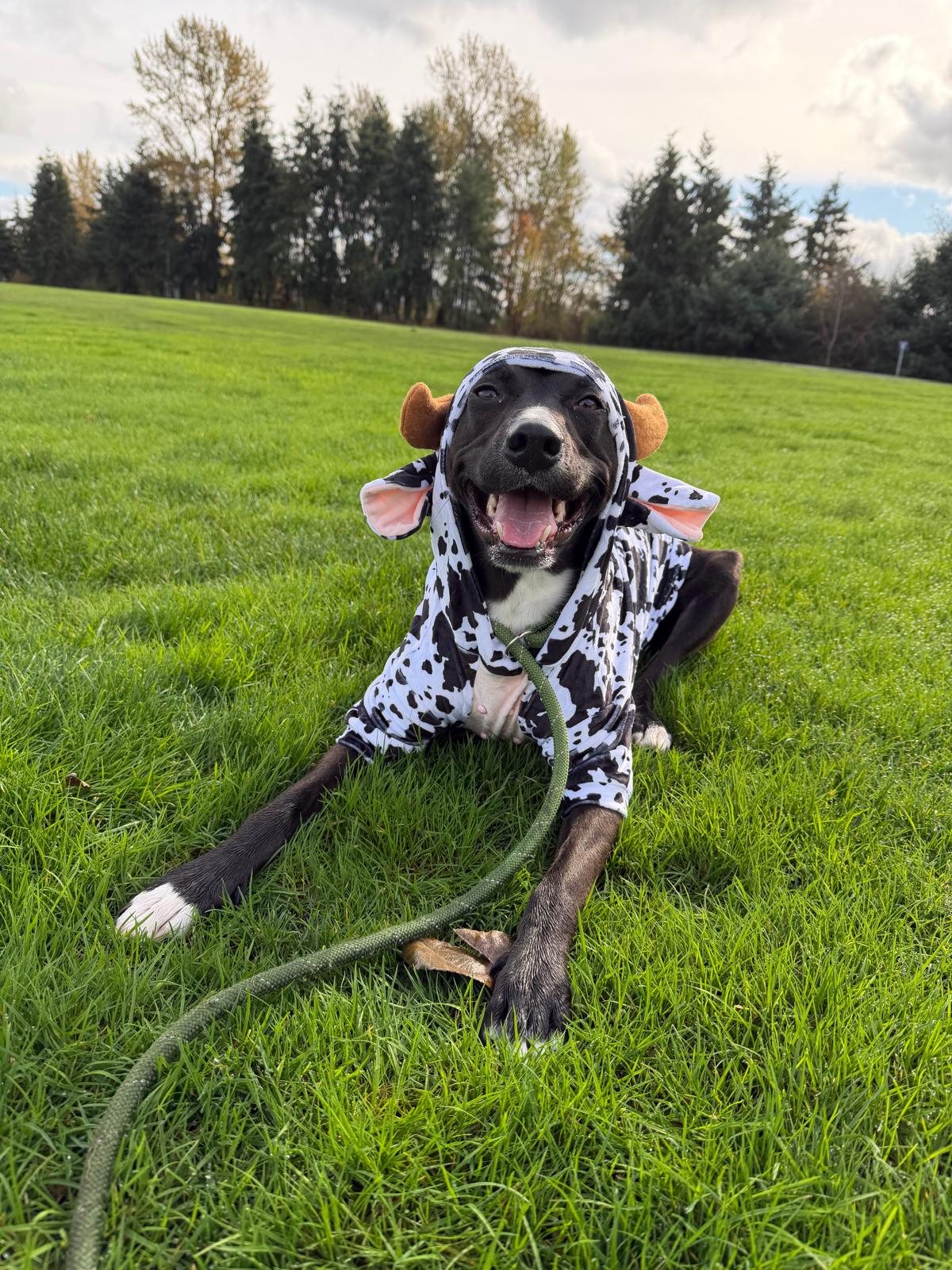 Scuba grinning in a cow costume on the grass