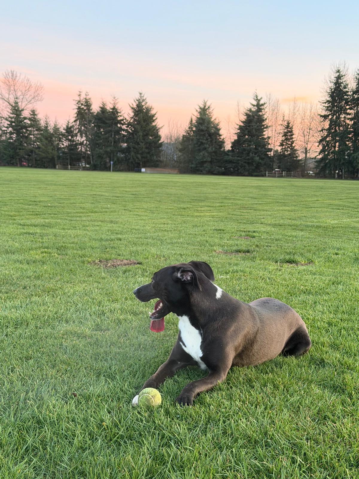 Scuba lying in a field at golden hour with a tennis ball
