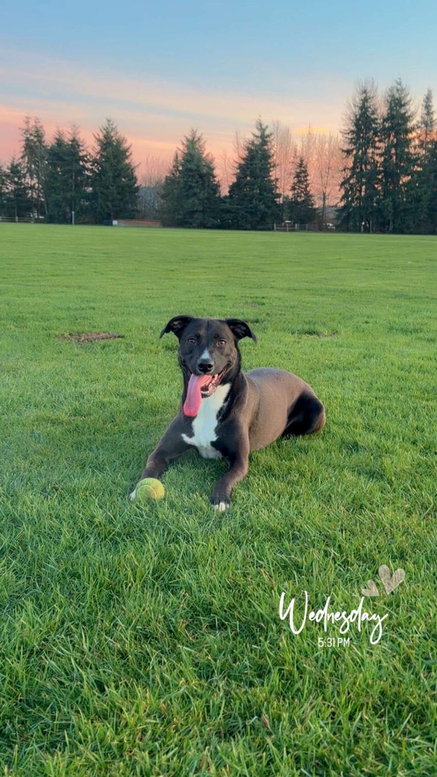 Scuba in the field at sunset, tongue all the way out