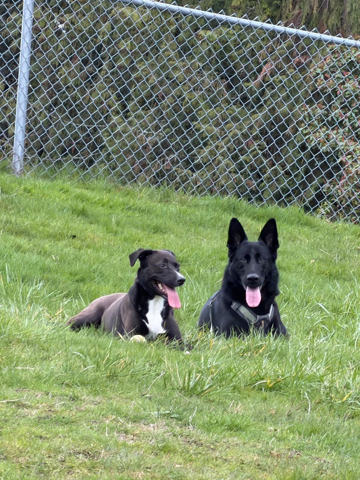 Scuba lying in the grass next to a German Shepherd friend