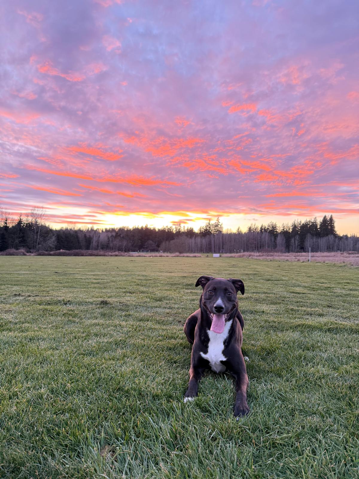 Scuba lying in a field under a spectacular pink sunset sky
