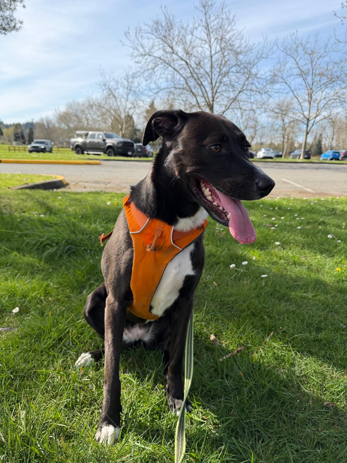 Scuba in an orange harness sitting in the park, tongue out