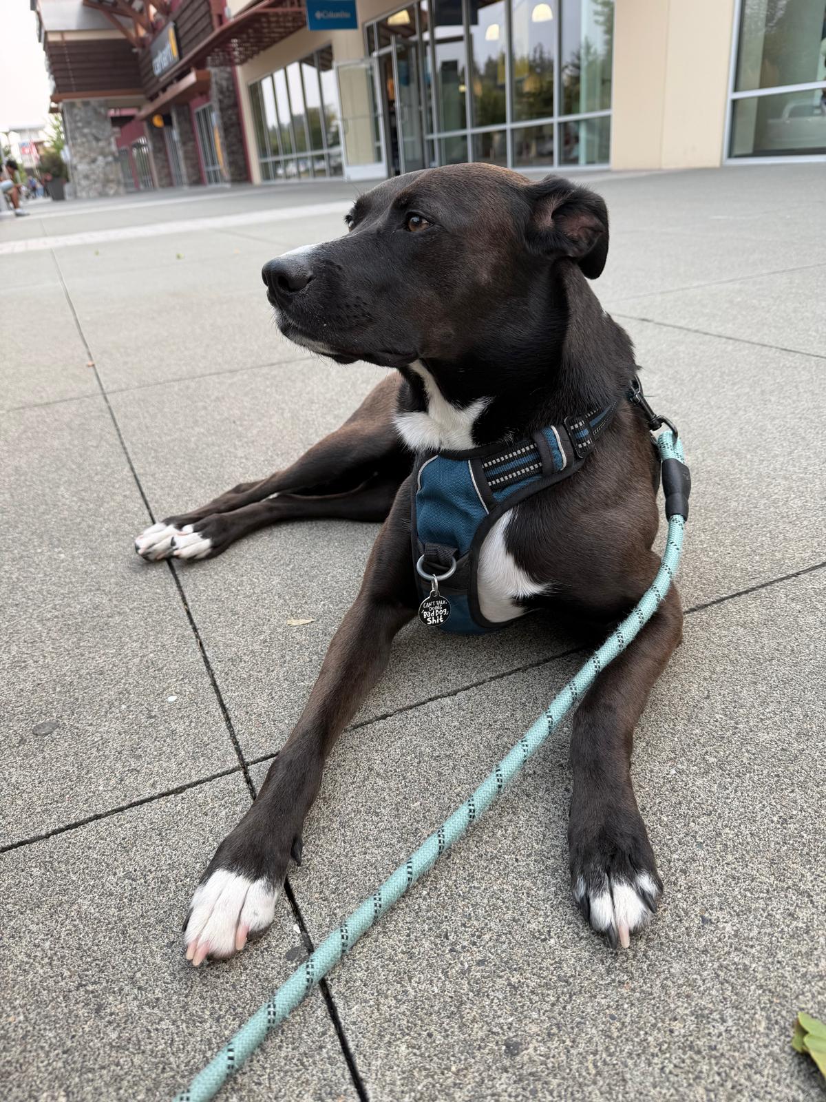 Scuba lying on the pavement, tag reading can't talk, doing bad dog shit